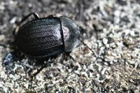 Phosphuga atrata