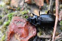 Nebria salina