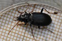 Nebria salina