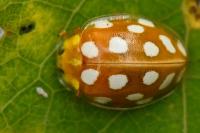 Halyzia sedecimguttata