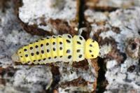 Halyzia sedecimguttata