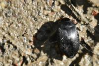 Agabus bipustulatus