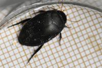 Agabus bipustulatus