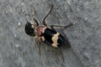 Clerus mutillarius