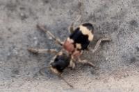 Clerus mutillarius