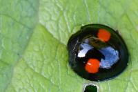 Chilocorus renipustulatus