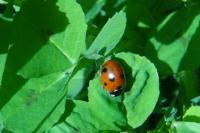 Coccinella septempunctata