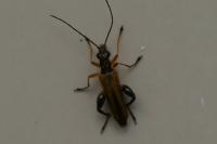 Oedemera podagrariae