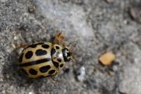 Tytthaspis sedecimpunctata