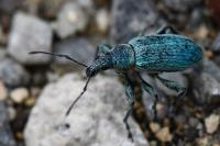 Phyllobius pomaceus