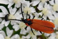 Lygistopterus sanguineus