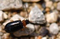 Luperus