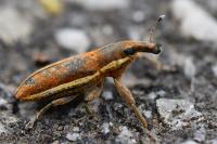 Lixus ochraceus