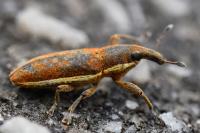 Lixus ochraceus