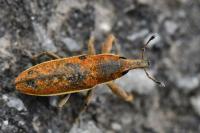 Lixus ochraceus