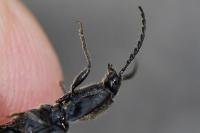 Hemicrepidius hirtus
