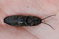 Hemicrepidius hirtus
