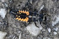Harmonia axyridis