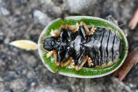 Cassida rubiginosa