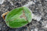 Cassida rubiginosa