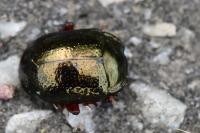 Chrysolina bankii