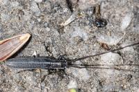 Calamobius filum