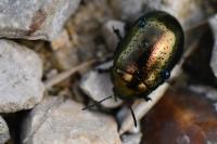 Chrysolina hyperici