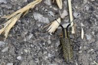 Agapanthia villosoviridescens