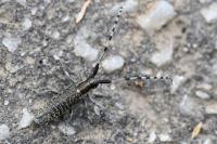 Agapanthia villosoviridescens