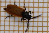 Drilus flavescens