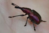 Rhynchites auratus