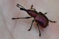 Rhynchites auratus