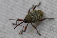 Curculio glandium
