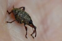 Curculio glandium
