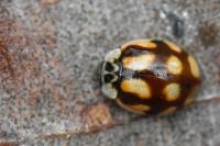 Adalia decempunctata