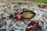 Carabus auronitens