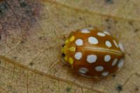 Halyzia sedecimguttata
