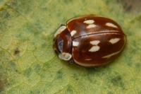Myzia oblongoguttata