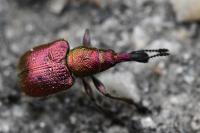 Rhynchites auratus