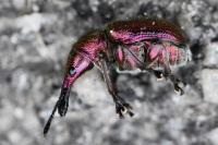 Rhynchites auratus