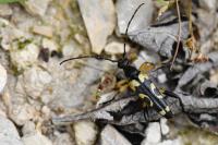 Rutpela maculata