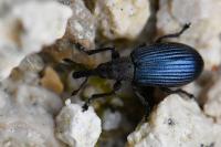 Perapion violaceum