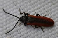 Omalisus fontisbellaquei