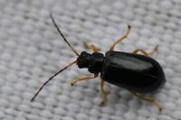 Luperus