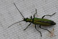 Oedemera nobilis