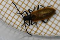 Lagria hirta