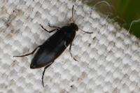 Anaspis frontalis