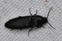 Ampedus nigerrimus