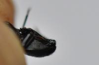 Ampedus nigerrimus
