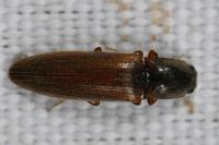 Athous haemorrhoidalis